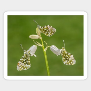 Three Orange Tip Butterflies on a White Bluebell Sticker